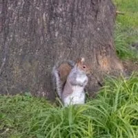 get rid of squirrels in trees