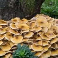 kills mushrooms in grass