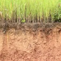 Growing grass in clay soil 2022