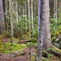 How to clear underbrush in woods