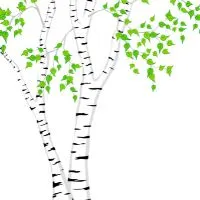 How to prune a river birch tree