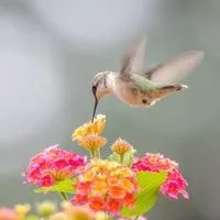 Hummingbird Out Of Your House
