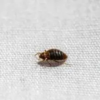 Do bed bugs crawl on walls