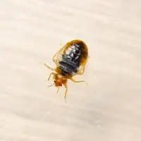 Do the Bed Bugs Crawl in Daylight
