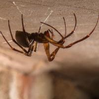 kill a spider on the ceiling